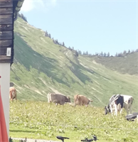 Foto von Weide mit Kühen auf der Gaßner Alpe